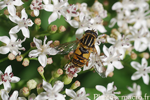 Helophilus pendulus